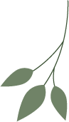 Animation feuille verte symbole de nature et bien-être